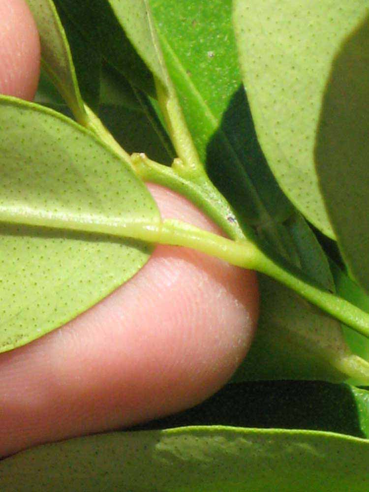              Petiole (Winter Haven, FL)       